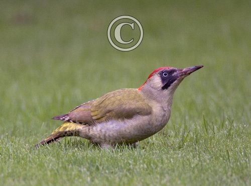Green Woodpecker
